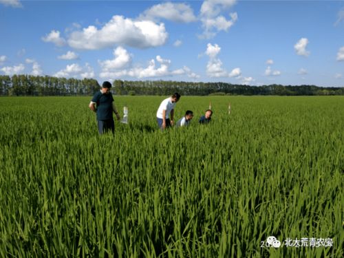 水稻育苗移栽技术，关键在于掌握适宜的播种期和科学的管理方法