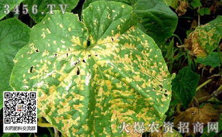 蔬菜种植注意事项