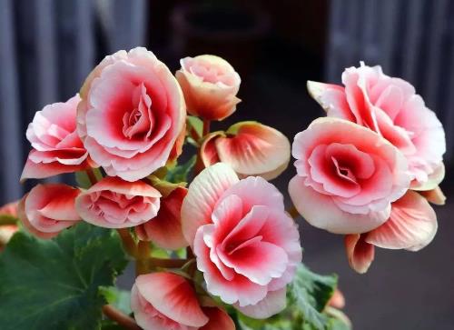 五月觉对不嫩错过的5种抗造选手