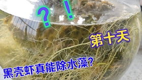 鱼缸爆藻怎么办？这些观赏除藻虾真的能成为我的清洁助手吗？