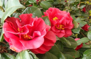 花期管理有讲究