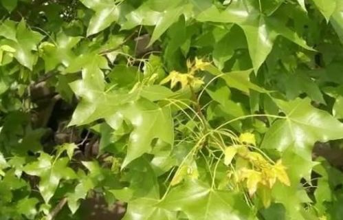 五角枫种子催芽， 关键在温度