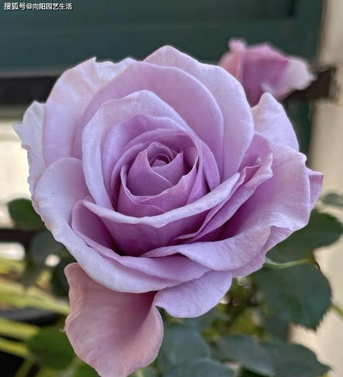 蓝色风暴：蓝紫色月季， 开花勤快