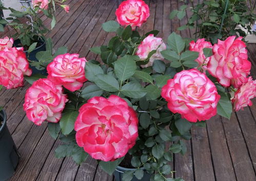 夏季种植，需谨慎