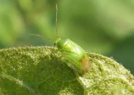 葡萄园的清园工作与绿盲蝽防治