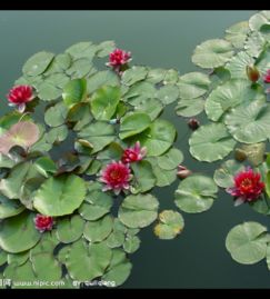 碗莲的养殖要点