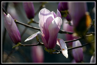 南召玉兰， 花开如海，美得让人心醉