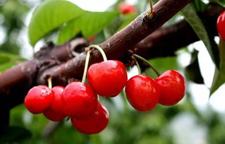 樱桃病虫害——褐斑病