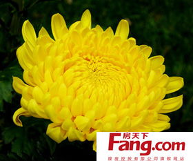 菊花颜色丰富多样？都有哪些常见颜色呢