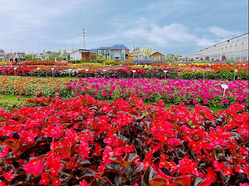 1. 艳丽玫瑰， 浪漫满屋