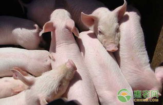 秋季养猪驱虫，选药需注意安全、高效、针对性