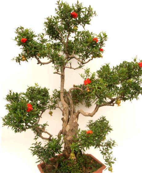 修剪方法大揭秘