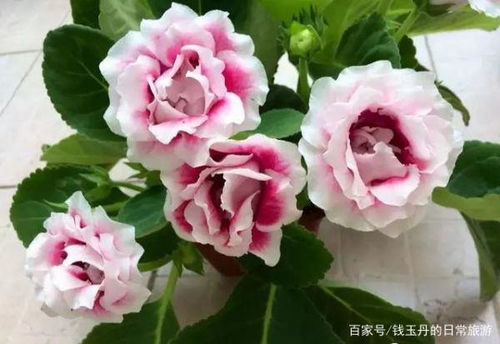 大岩桐养殖时如何避免叶片发黄，并确保其开花旺盛