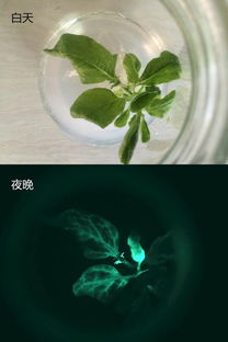 在完全无光照环境下如何成功培育15种不同的植物