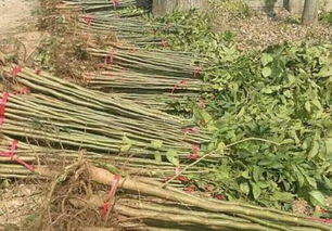 苗木的经济价值