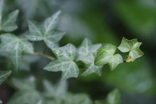秋天的河边，植物带来的风险你了解吗？