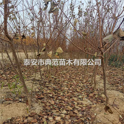 反季节催芽， 省去60天时间