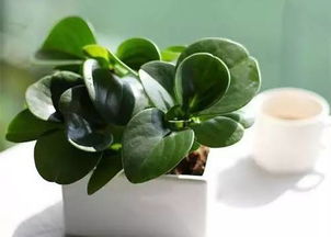 盆栽里的绿苔是怎么来的呢？