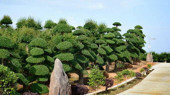 对节白蜡的价格波动