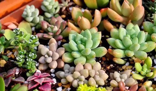 多肉植物肥料如何正确施用？施用时机有何讲究