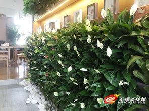 城市绿化：未来发展的“绿意盎然”