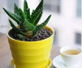 芦荟水涝急救法