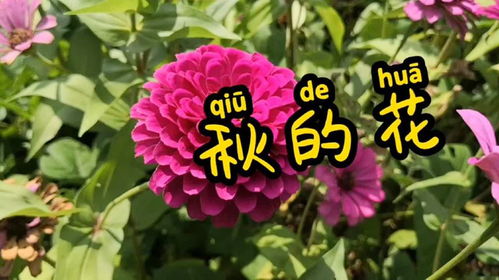 剪秋萝时如何将这朵花语为收获与祝福的美丽花朵