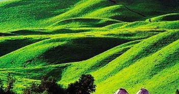 党参的生长天地