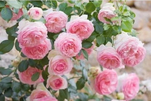 月季大苗移栽的时节之谜