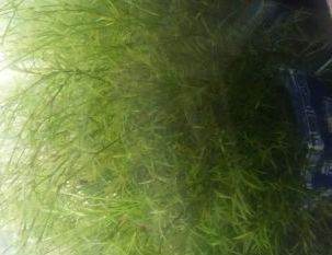 竹节草的养殖观察