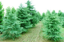 两者相比哪个梗经济实惠