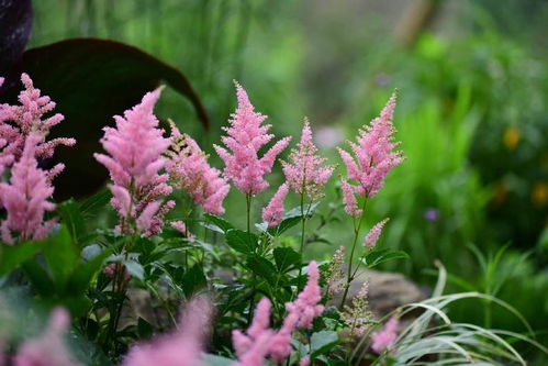 种植方法与效益