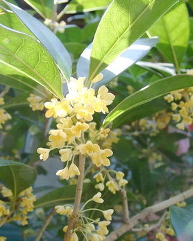 桂花香， 一场秋的盛宴