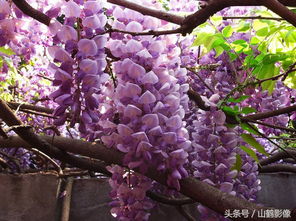 紫藤花的成活率：一场惯与命运的较量