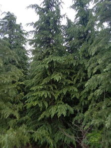 河南省驻马店市汝南县的雪松之家