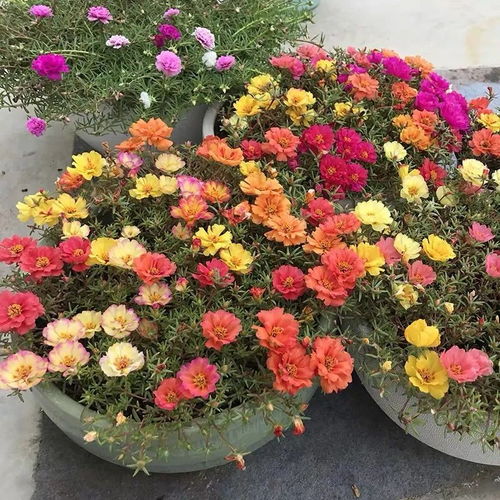 丁地草开花颜色种种，揭秘错过花期的遗憾