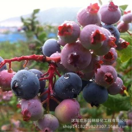 蓝莓树苗嫩绿枝叶，你见过它真实的样子吗