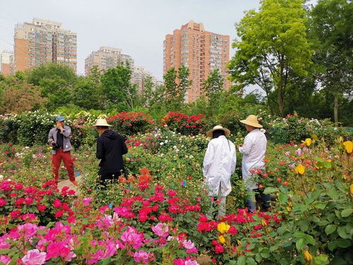 月季花：四季花开的美丽
