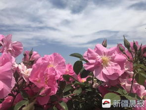 月季花开， 致富之路