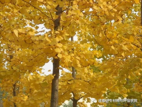 银杏， 华中地区特有的珍稀树种