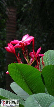 红鸡蛋花病虫害综合管理