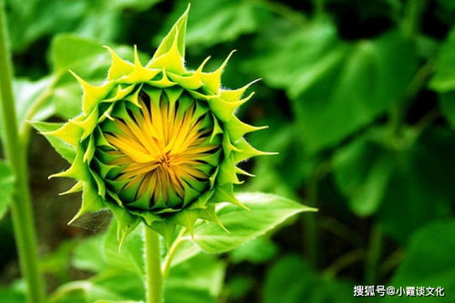 蜀葵花，红彤彤的鞭炮花