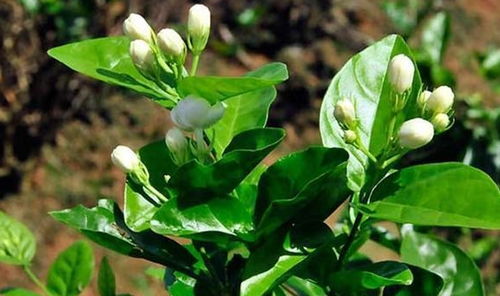茉莉花种子种植时间揭秘