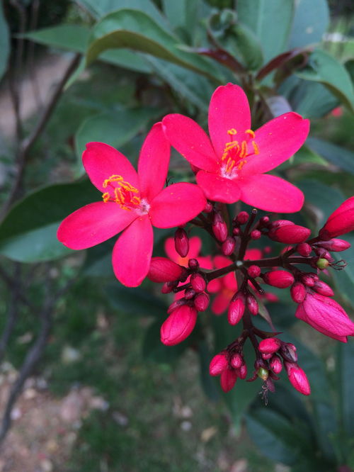 黄子菊、 芜嫒鹃、麇嫒枉、标菊梅