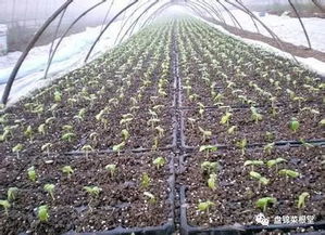 城市公共绿地的土层厚度