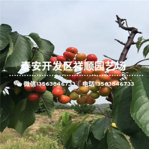大樱桃嫁接哪种砧木好？果农推荐这几种