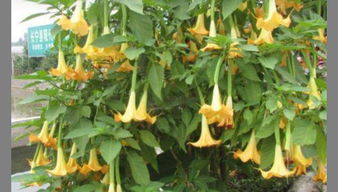 探寻花朵的绚烂之谜