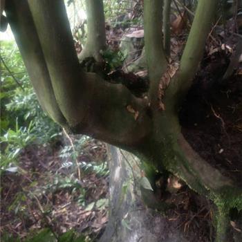 金弹子大桩种植时一定要用生根粉和多菌灵吗？