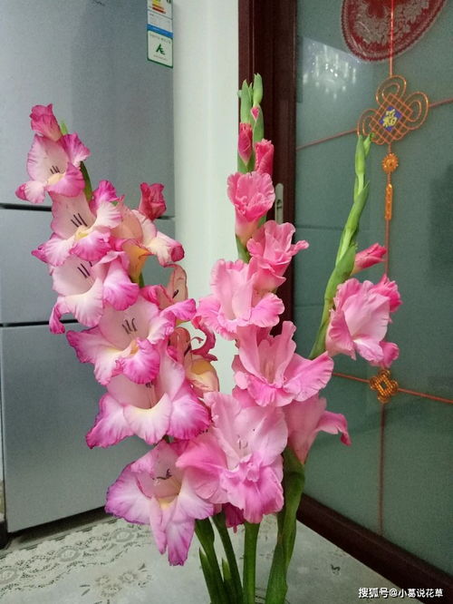 百合花的环保功效揭秘：空气净化与甲醛吸附力解析