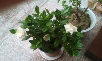 栀子花多开花，关键在于适时修剪
